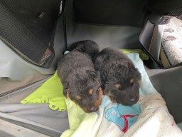Tag 30 zwei Brüder