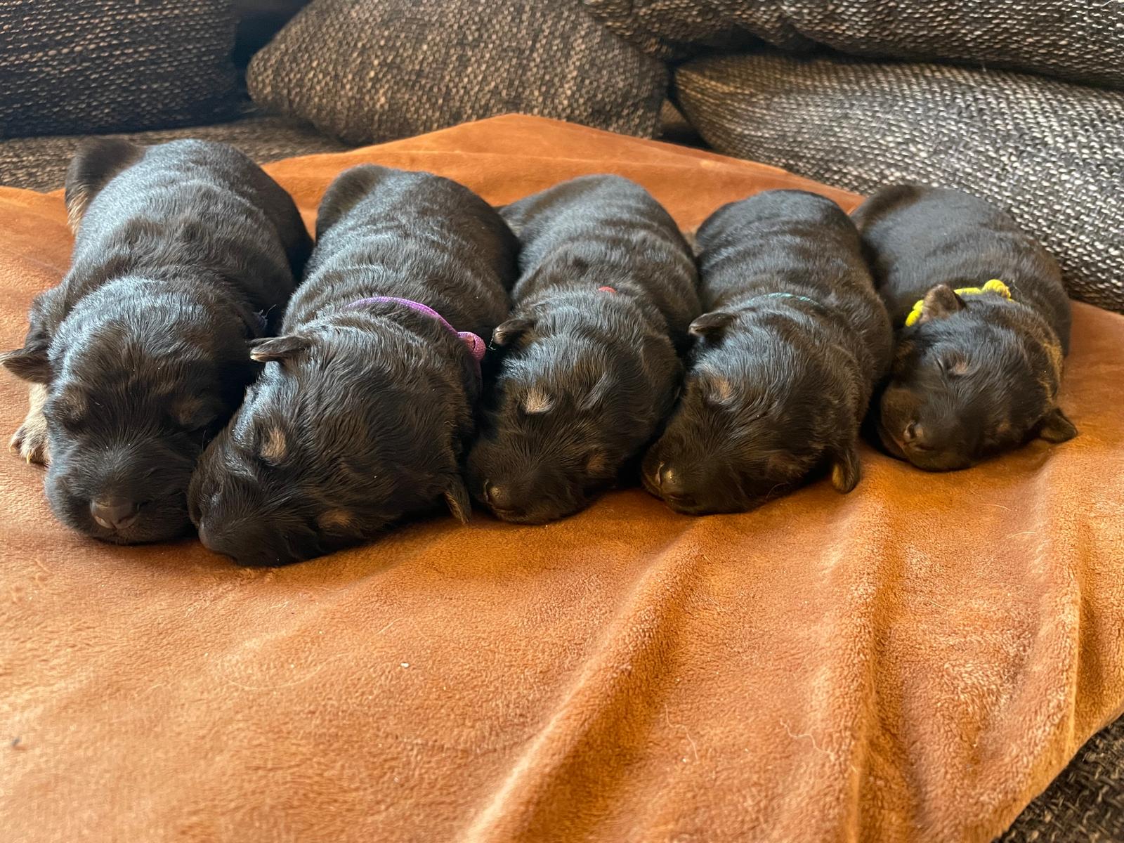 Tag7BlauViolettRotHellblauGelb