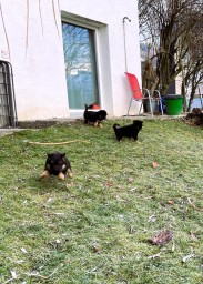 Tag 36 mehrere am spielen