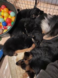 Tag 39 kuscheln bei Mama 