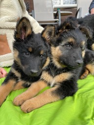 Tag 56 Kivani und Joran