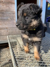 Kivani Gelb 5 Wochen