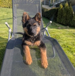 Brave Joran (Hellblau)