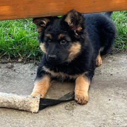 Brave Iduna (Violett)