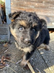 Iduna Violett 5 Wochen